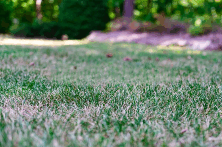 Heat-Stressed Lawn